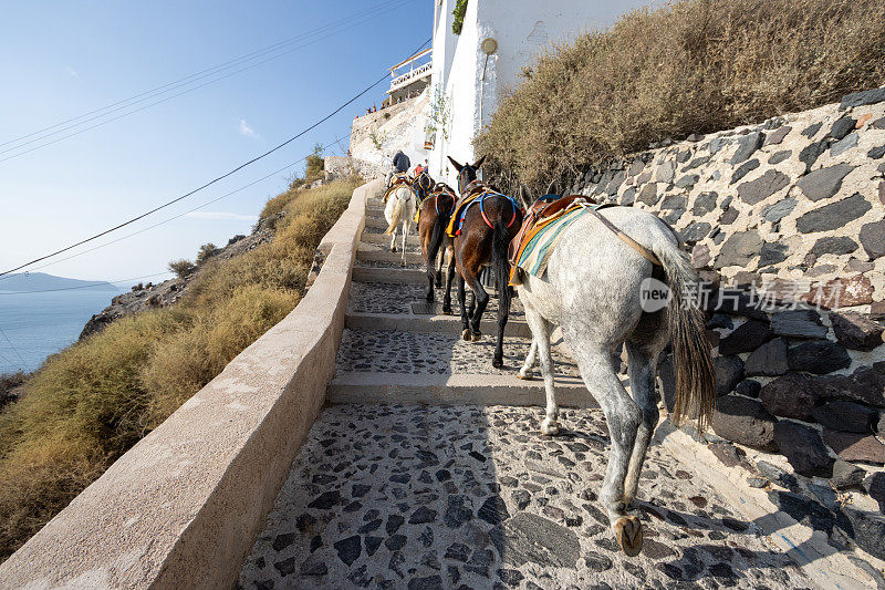 Donkeys in Firá on Santorini Caldera, Greece